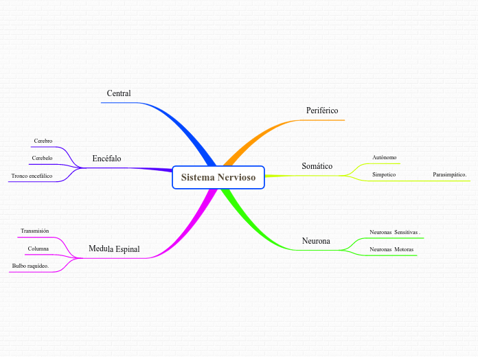 Sistema Nervioso Mind Map